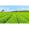 Yunnan Dian Hong Black Tea Fengqing Ancient Tree Loose Leaf Natural Sweet Aroma Premium Health Drink