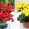 Begonia 'Rigo': Double-petaled rose begonia with buds, blooms all seasons, easy-care, ideal for indoor balconies.