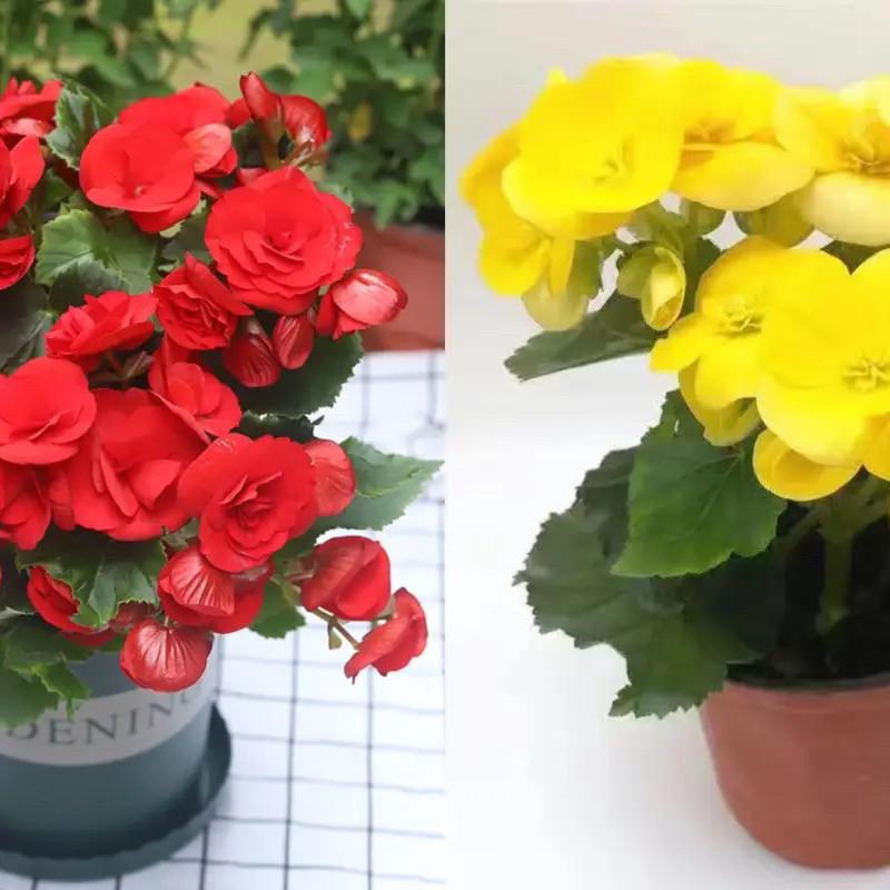 Begonia 'Rigo': Double-petaled rose begonia with buds, blooms all seasons, easy-care, ideal for indoor balconies.