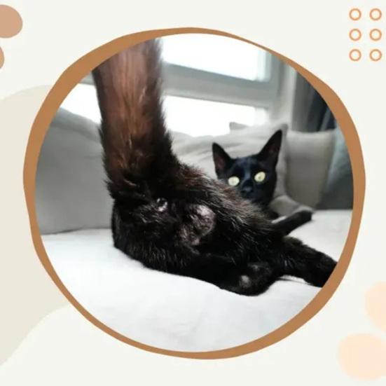 Забавный календарь с кошачьей задницей, изысканный узор, полностраничный календарь с месяцами, плотная прочная бумага, настенный календарь с кошачьей жопой, планировщик