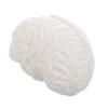 TENDYCOCO Human Brain Model: Human Brain Anatomy Model with Display Base, White for Learning Science Classroom Research Display Medical Education