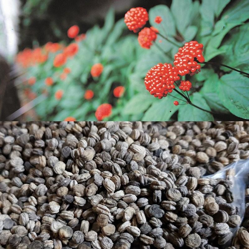 Gap-packed Ginseng Seeds, 1kg of Ginseng Seeds, for Cultivation, 1kg, 1 Piece