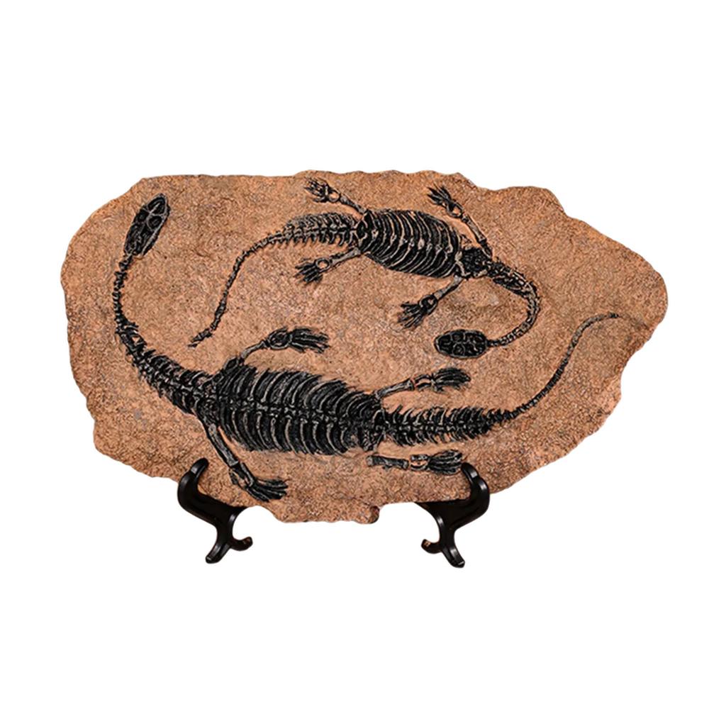 Handcrafts Dinosaur Fossils Model Simulated Dinosaur Skeleton Resins Statue Figurine for Home Decors and Educational Use