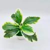 Desktop Ornament Lifelike Greenery Potted Simulation Scindapsus Faux Grass Artificial Plants Bonsai