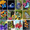 Diy 5D алмазная живопись полная круглая дрель бабочка Алмазная вышивка мозаика комплект для вышивки крестом домашний декор стены книги по искусству подарок
