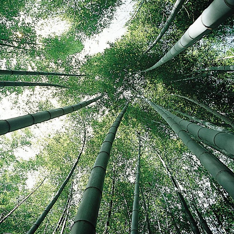 50 СЕМЯ БАМБУКА PHYLLOSTACHYS PUBESCENS-СВЕЖИЕ СЕМЕНА