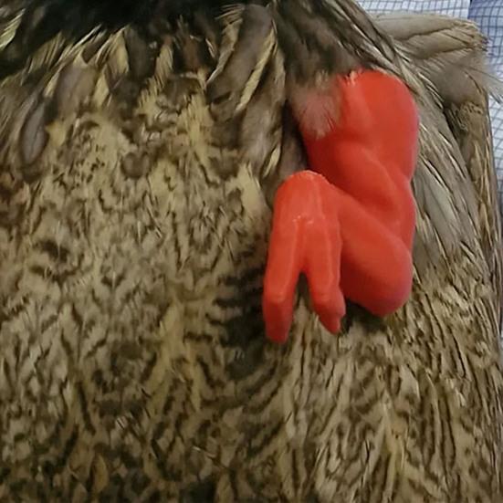 Игрушка Мышца Курицы Рука Смешной Динозавр Пародия Реквизит для Домашнего Животного Декор Предплечья Курицы Реквизит для Фотосессии Бойцовой Курицы Хэллоуин Дни Рождения Принадлежности