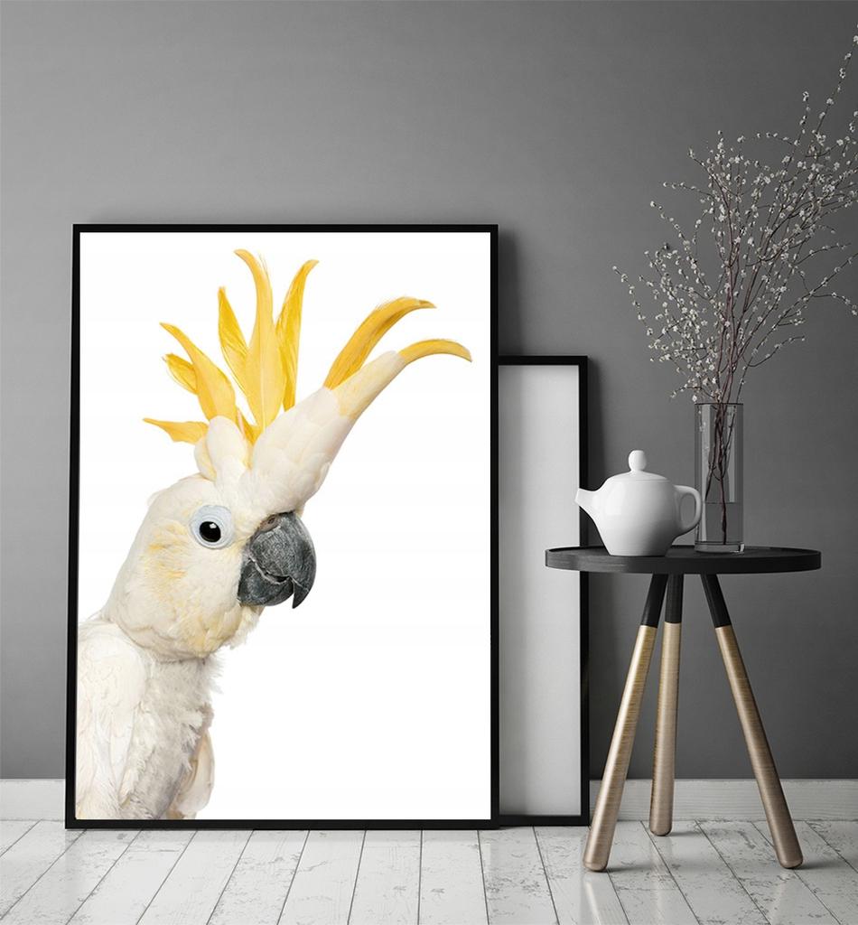 Picture poster In a frame 53x73 cm Cockatoo P1002