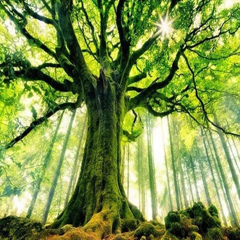 Обои с природным пейзажем, возвышающиеся старые деревья, фотообои для стен, гостиная, диван, фон, настенная роспись