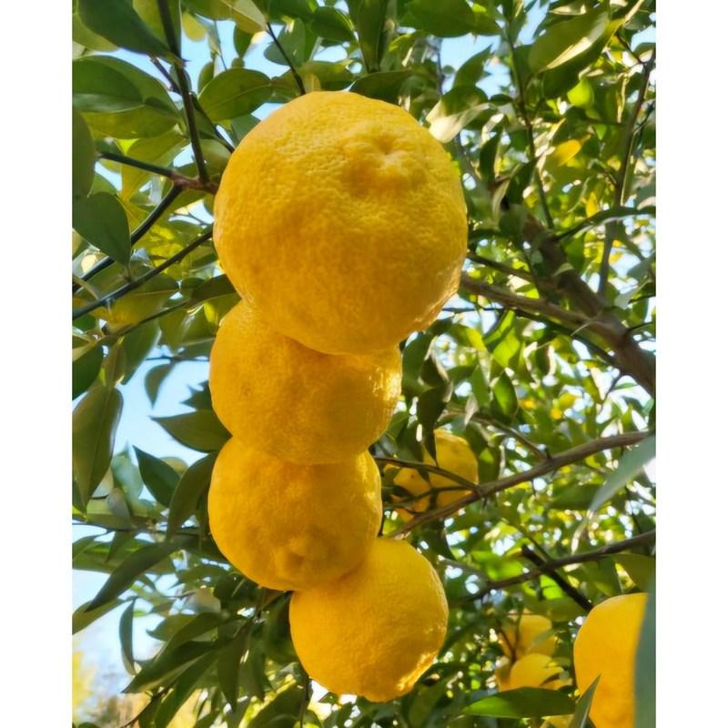 Сок юдзу из Кохын, полезный для бронхов, мамин сок юдзу, 120 мл, 30 штук