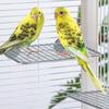 Stainless Steel Parrot Steel Mesh Platform Wear Resistant Parrot Resting Springboard  for Bird Cage