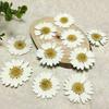 12Pcs Chrysanthemum Daisy Pressed Dried Flowers for Art Craft Resin Jewelry Making DIY