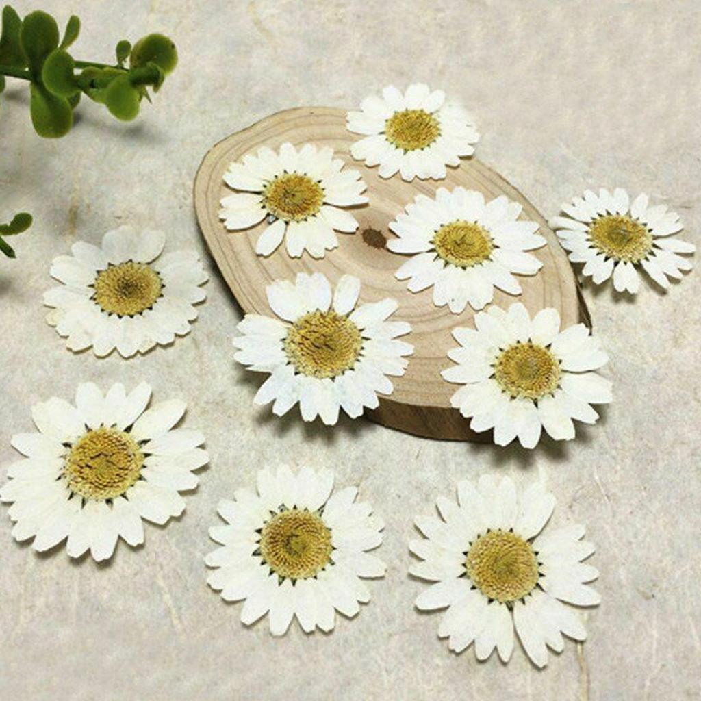 12Pcs Chrysanthemum Daisy Pressed Dried Flowers for Art Craft Resin Jewelry Making DIY