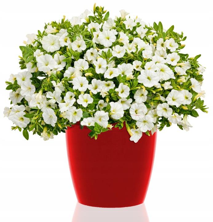 Flowerpot with plastic cover, red, 13.5 cm, Magnolia