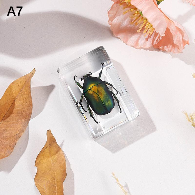 Natural Insect Specimens Resin Scarab Home Decoration Figurine Beetles Bugs Gifts For Environmentalists Home Office Ornaments