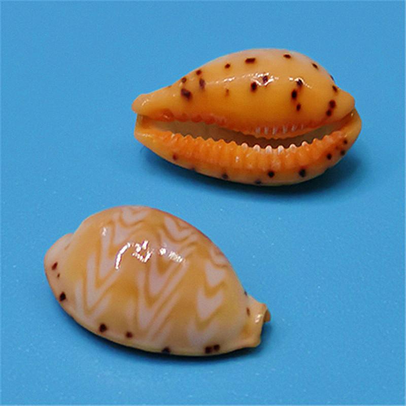 Редкий натуральный экземпляр раковины каури для аквариума или средиземноморского домашнего декора