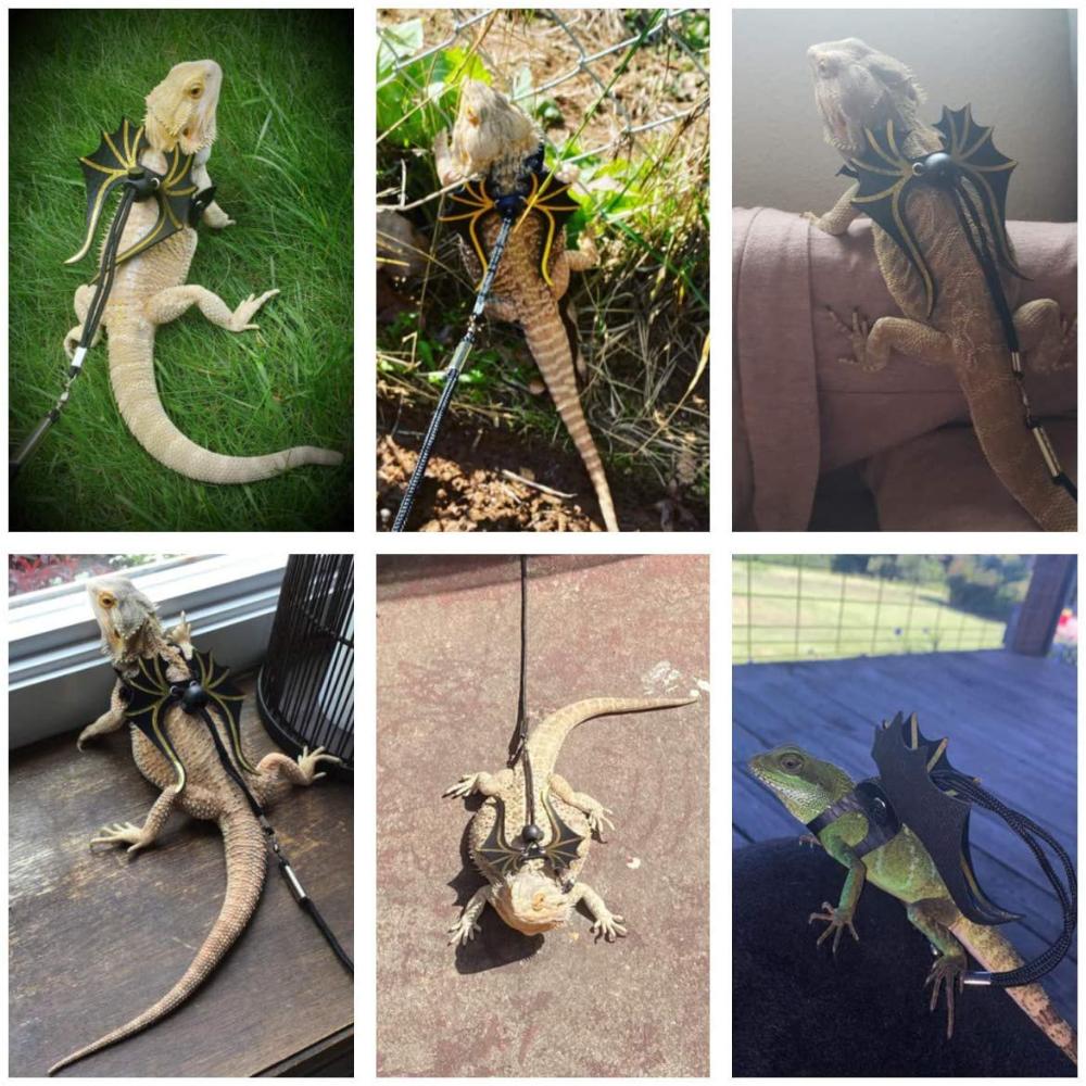 Поводок для ящерицы бородатого дракона — упаковка из 3 размеров Поводок для поводка ящерицы с крыльями динозавра для рептилий, бородатых драконов