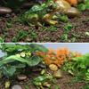 Horticultural Succulent Micro Landscape Frog Ornament, Resin Simulation Crafts, Car Interior Decoration Baking And Landscaping Accessories