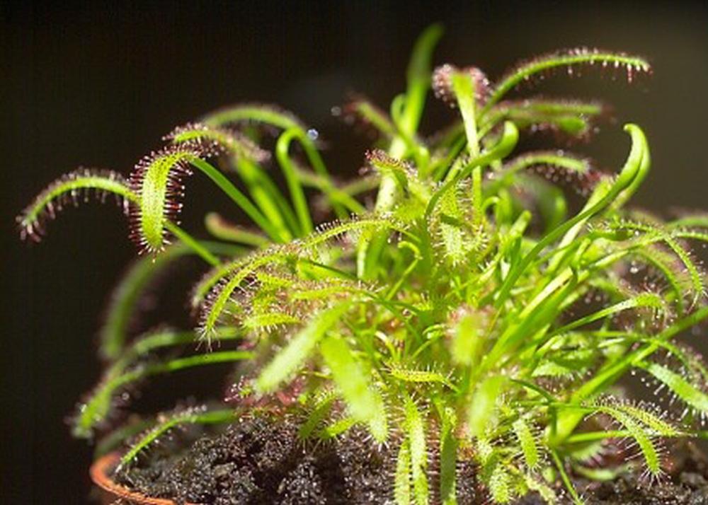 SAFLAX Росянка африканская - 200 семян - Drosera capensis
