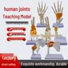 Модель скелета сустава человека со связками для ортопедического обучения: Локоть, Запястье, Лодыжка, Плечо, Колено, Бедро