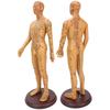 50cm / 19.7in Brass Color Acupuncture Body Model Clear Meridians Acupuncture Model