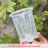 Transparent Root Control Flower Pot for Phalaenopsis, Monstera, and Alocasia
