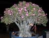 5 Semi Di ADENIUM ARABICUM " Desert Rose" semi freschi