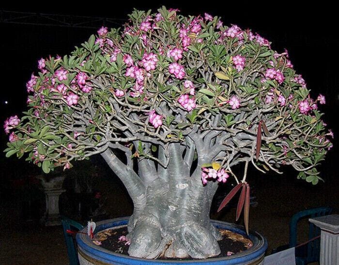 5 Semi Di ADENIUM ARABICUM " Desert Rose" semi freschi