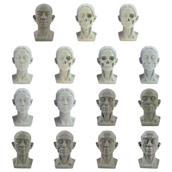 Generic Planar Head Model for Drawing Resin Skull Sculpture with Detailed Muscle Structure Art Study Tool for Sketching Anatomy Learning