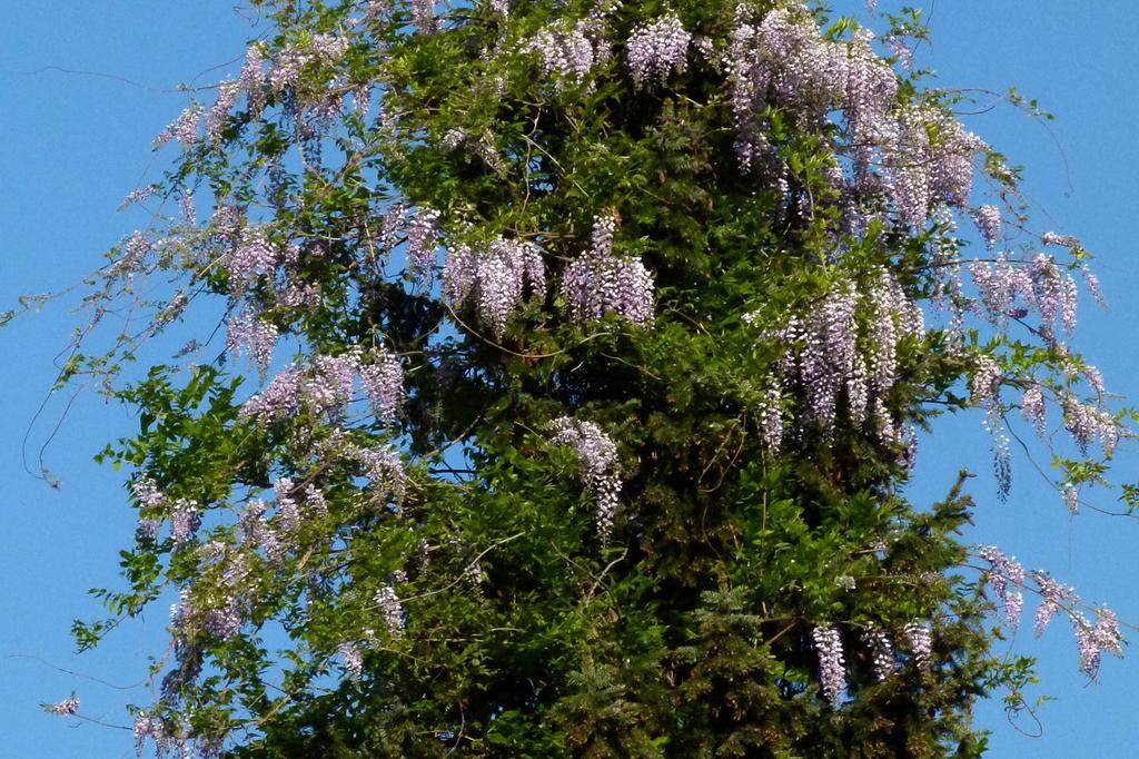 SAFLAX Глициния китайская голубая - 4 семени - Wisteria sinensis