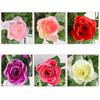 Silk Fake Flower Artifical Flowers Rose Vine Hanging Living Room Balcony Home Decoration Fake Flower Plant Rose Wall Hanging