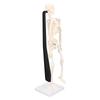 Human Skeleton Model 42cm Detachable Flexible Lightweight PVC Mini Teaching Skeleton Model