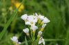 SAFLAX - Garden in the Bag - Cuckooflower - 100 seeds - With substrate in a fitting stand up bag - Cardamine pratensis