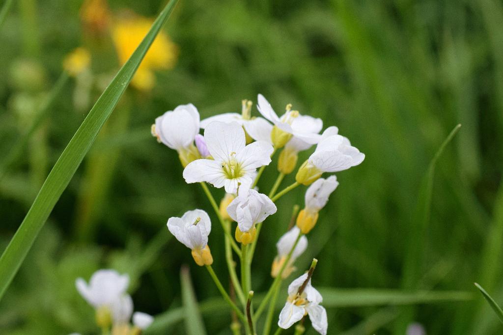 SAFLAX - Garden in the Bag - Cuckooflower - 100 seeds - With substrate in a fitting stand up bag - Cardamine pratensis