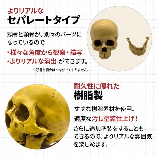 GlowBit Skeleton Toy Figurine, Halloween Skeleton, Horror Decor, Realistic Human Anatomy Model, Skull Drawing Model, Skull Object, Ornament