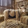 Adjustable Strap Livestock Anti Breeding Apron Breathable Anti Mating Apron  For Goats Sheep