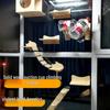 Товары для животных – Мебель для домашних животных