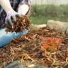 MEDIUM PINE BARK 80L POLISH GARDEN BARK 80L