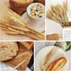 50pcs Rustic Dried Wheat Stalks Natural Dried Flowers Dry Wheat Spikes  Holiday Festival Decoration