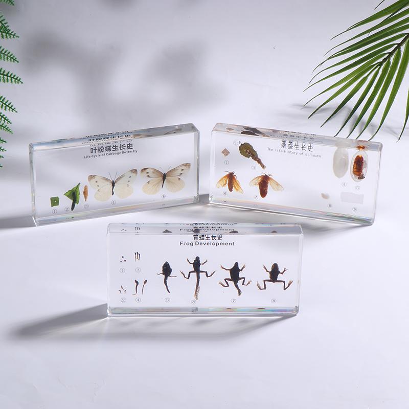 Lifecycle Of Frog/Silkworm/Leaf Butterfly Development Paperweight Specimens In Clear Resin For Science Education