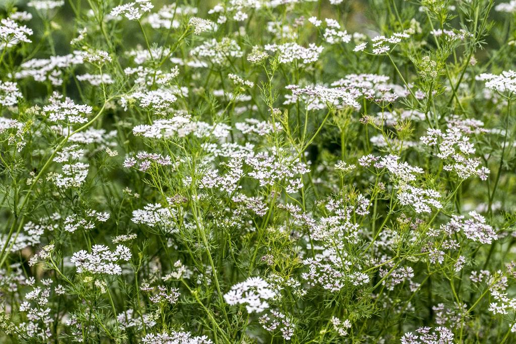 SAFLAX Garden in the Bag - Органический - Кориандр - 150 семян - С субстратом в подходящем пакете - Coriandrum sativum