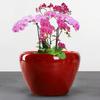 Ceramic Flowerpot Large Circular Opening Planter Pot Colored Glaze Finish Flower Pot