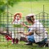 Garden Fence, No Dig Fence 36.6''(H)x29.5''(L) Animal Barrier Fence, Underground Decorative Garden Fencing with 2.5 inch Spike Spacing, Metal Dog