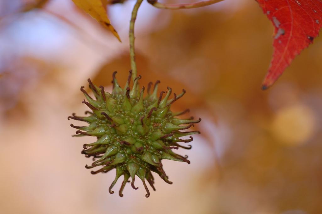 SAFLAX American Sweet Gum - 100 семян - Liquidamber styraciflua