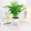 Miniature Cauliflower Pot with Hydroponic Plants: Areca Palm, Hawaiian Bamboo, Feather Bamboo