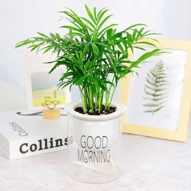 Miniature Cauliflower Pot with Hydroponic Plants: Areca Palm, Hawaiian Bamboo, Feather Bamboo