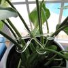 8 Pcs Plant Stem Holder Climbing Houseplant Stem Supports Reusable Flower Plant Stakes Stem Hooks Growth Accessories