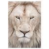 5D DIY Алмазная картина Животное Лев Полный круглый Алмазная картина Крест Стежок Алмазная вышивка