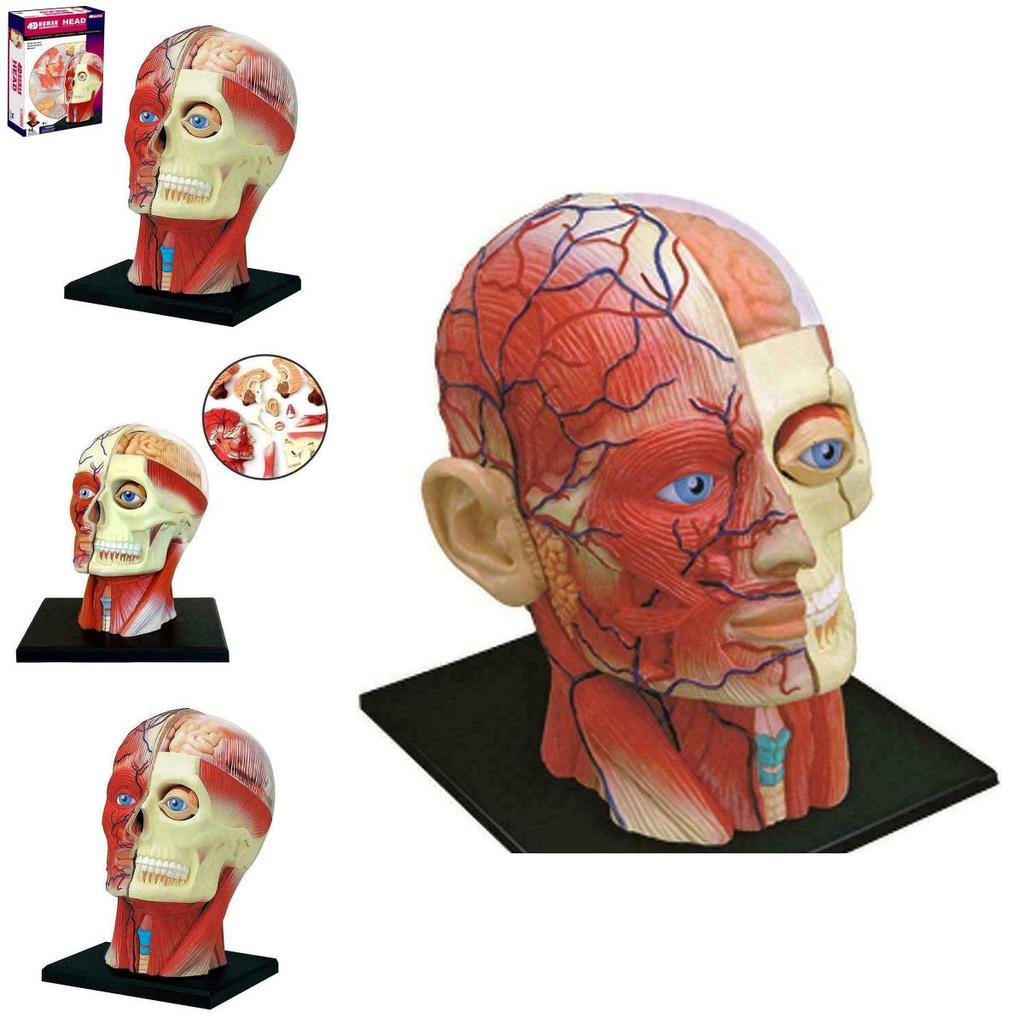 Высококачественная модель человеческого черепа с мозгом для точного медицинского и школьного образования