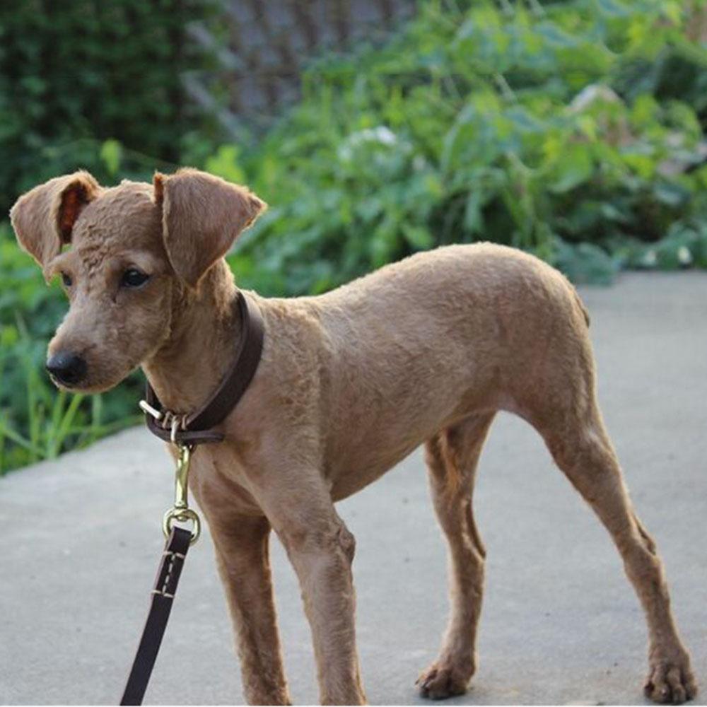 Мягкий ошейник для щенков из натуральной кожи, ошейник из натуральной кожи для маленьких собак и кошек, регулируемый ошейник для собак породы терьер, йоркширский терьер